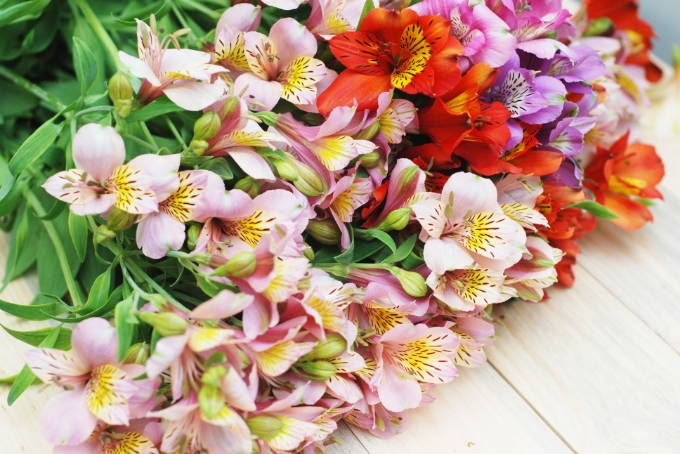mixed pink, red and purple flowers